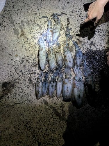 アオリイカの釣果