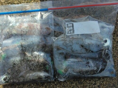 アオリイカの釣果