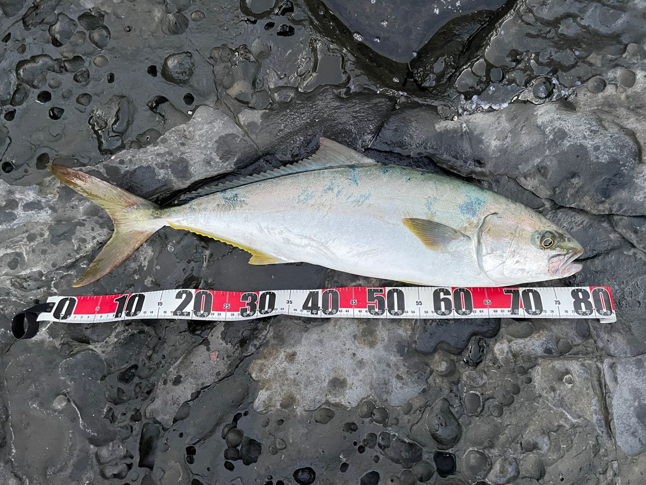 Gamakatsu ラグゼ ショアゴリラ R 100XHの最安値・インプレ・釣果