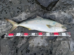 ヒラマサの釣果