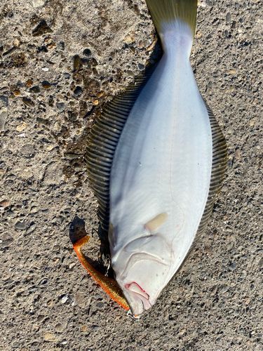ヒラメの釣果