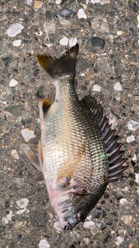 キビレの釣果