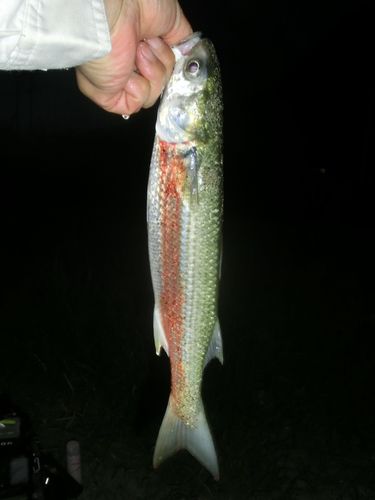 ボラの釣果