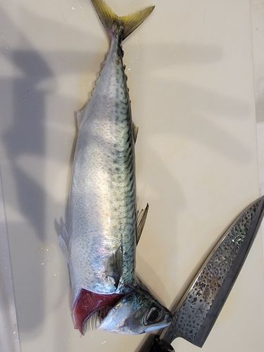 ゴマサバの釣果