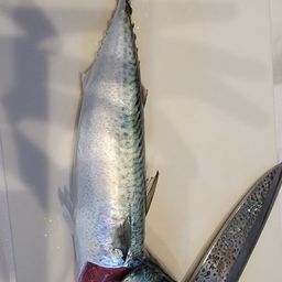 ゴマサバ