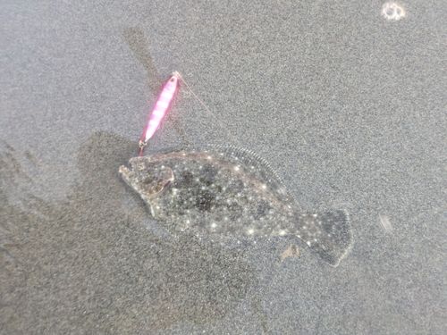 ソゲの釣果