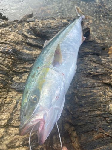 メジロの釣果