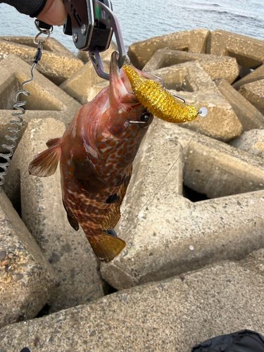 キジハタの釣果
