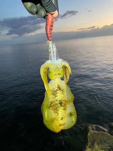 アオリイカの釣果