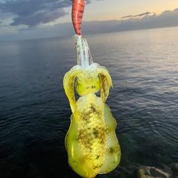 アオリイカ