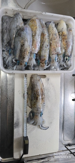 アオリイカの釣果