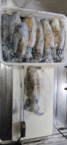 青森湾