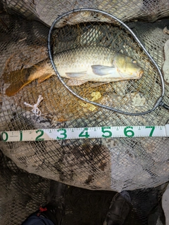 コイの釣果