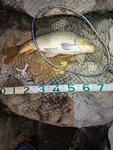 コイの釣果