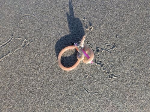 ワカシの釣果