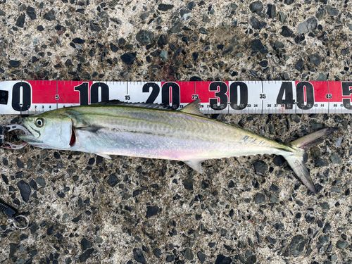 サゴシの釣果