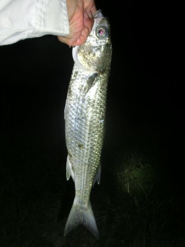 ボラの釣果