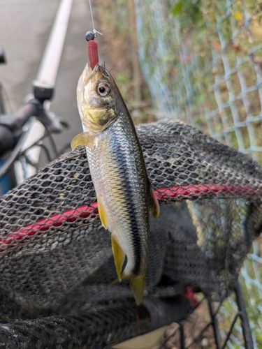 カワムツの釣果
