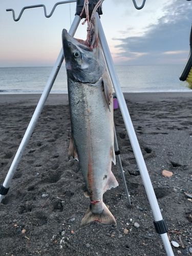 シロザケの釣果