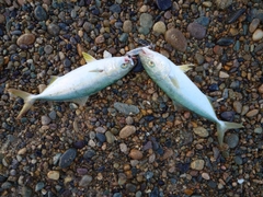 ショゴの釣果