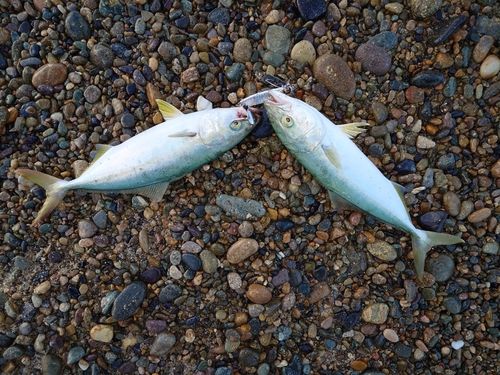 ショゴの釣果