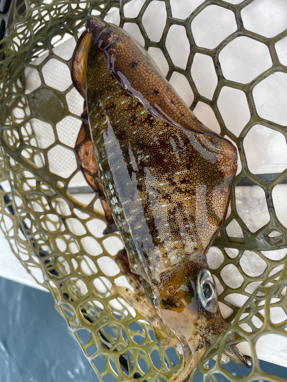 ECSTASEA【東京湾ガイド】さんの釣果 1枚目の画像