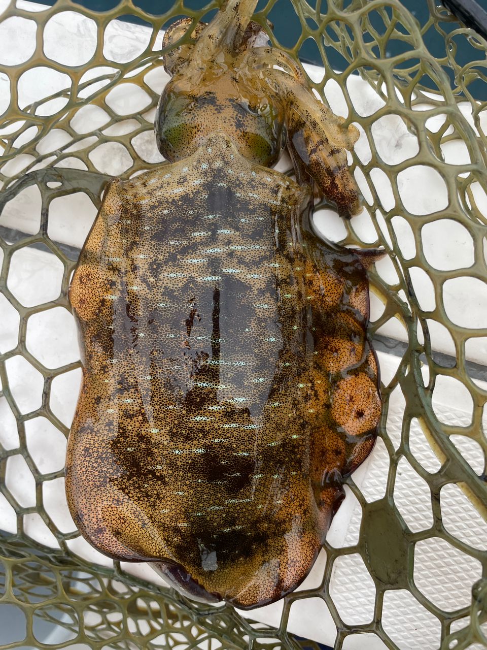 ECSTASEA【東京湾ガイド】さんの釣果 2枚目の画像