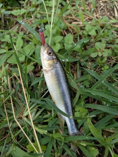 カワムツの釣果