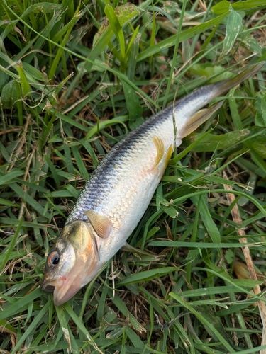 カワムツの釣果