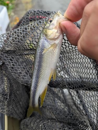 カワムツの釣果