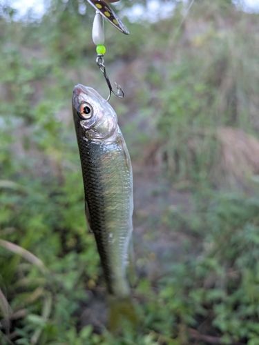 オイカワの釣果