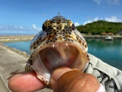 カンモンハタの釣果