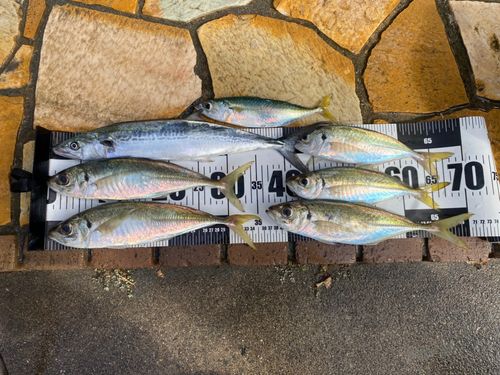 アジの釣果