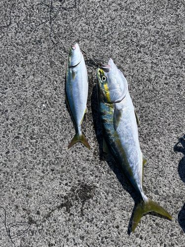 ヤズの釣果