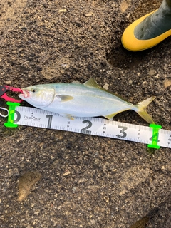 イナダの釣果