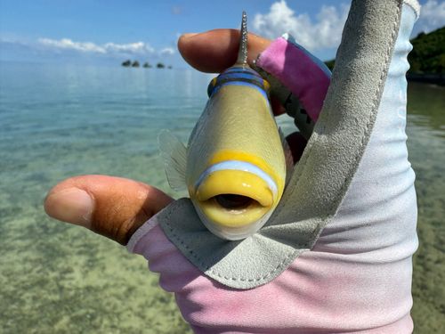 ムラサメモンガラの釣果