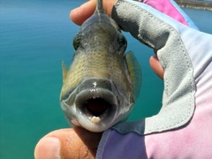 ゴマモンガラの釣果