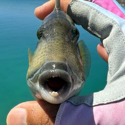 ゴマモンガラ