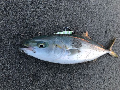ワカシの釣果