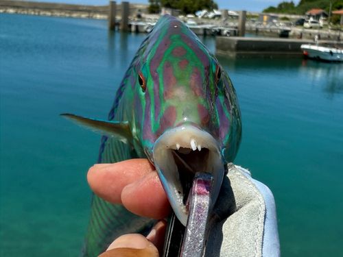 釣果
