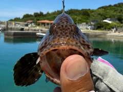 シロブチハタの釣果