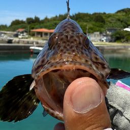 シロブチハタ