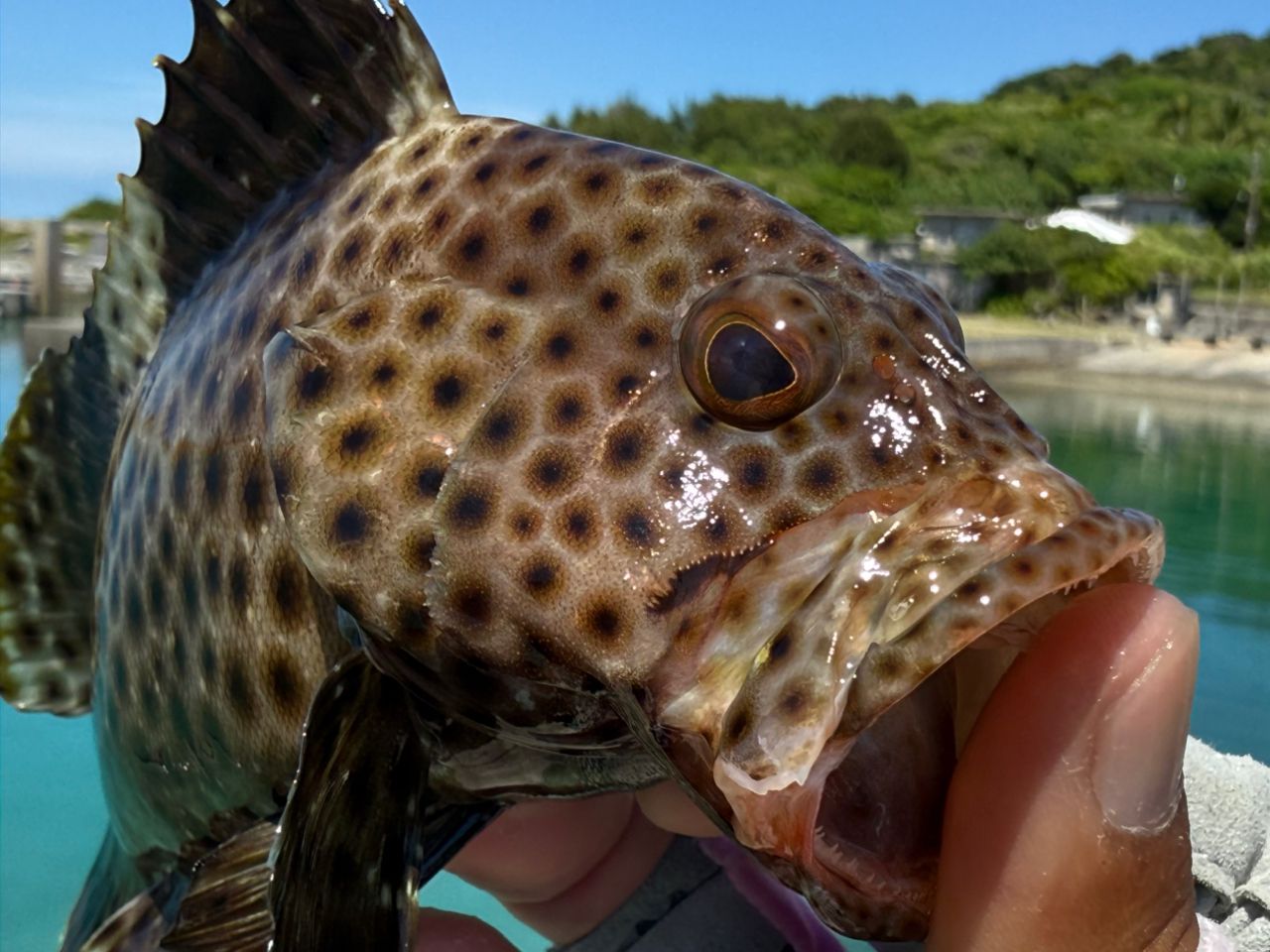 シロブチハタ