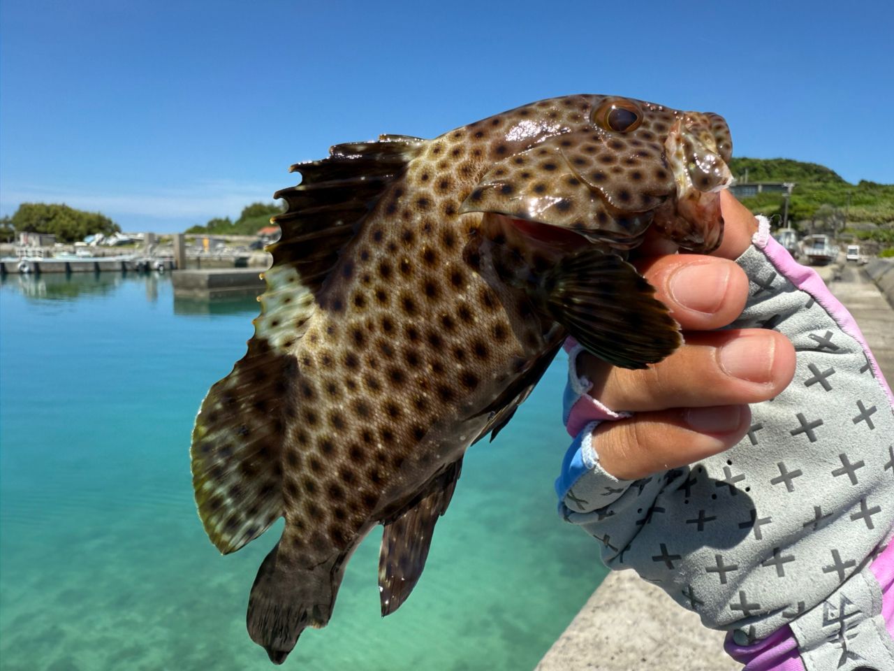 シロブチハタ