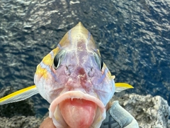 ヨスジフエダイの釣果