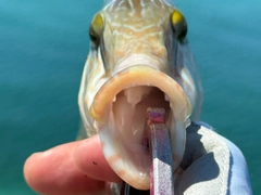 メガネモチノウオの釣果