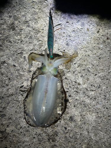鶴見（大分）