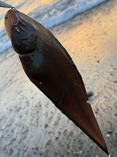 シタビラメの釣果