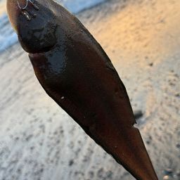 シタビラメ