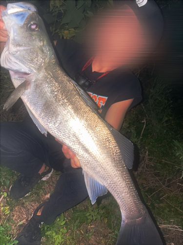 スズキの釣果